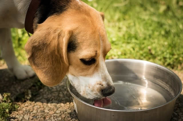 Hydrating Your Pet During Summer - Why is it Important?