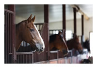 Horses in stall