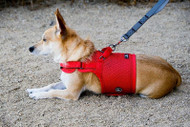 Sleepypod Martingale Dog Harness