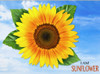 I Am Sunflower 350 piece puzzle