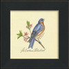 Eastern Bluebird