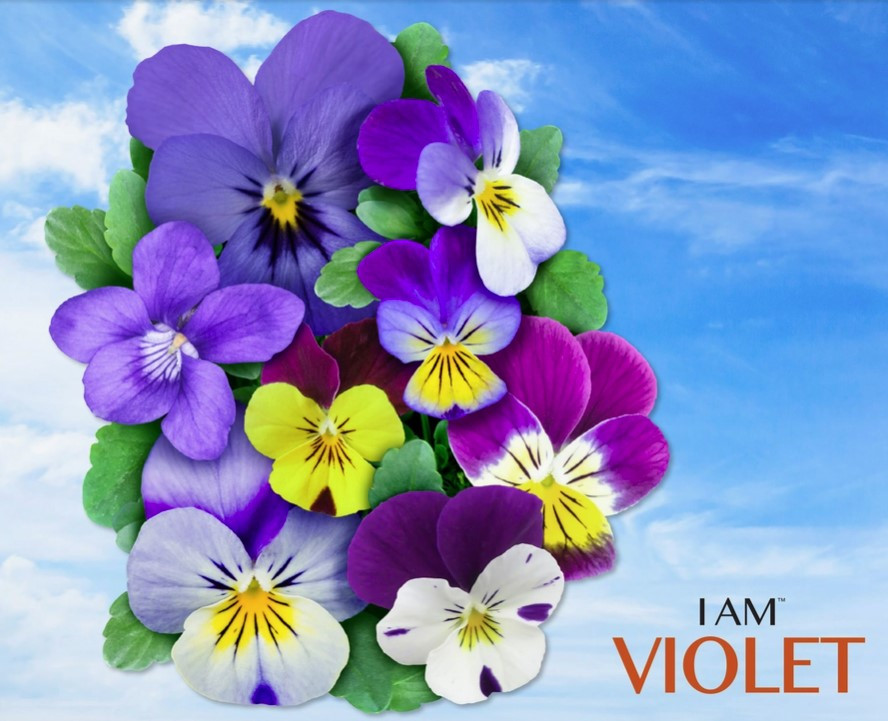 I Am Violet 350 piece puzzle 