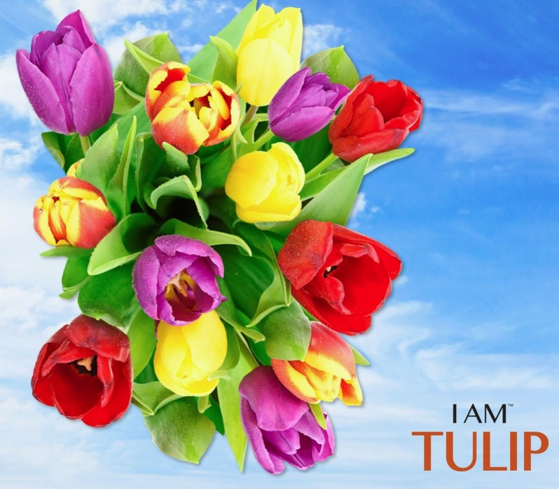 I Am Tulip 350 piece puzzle 