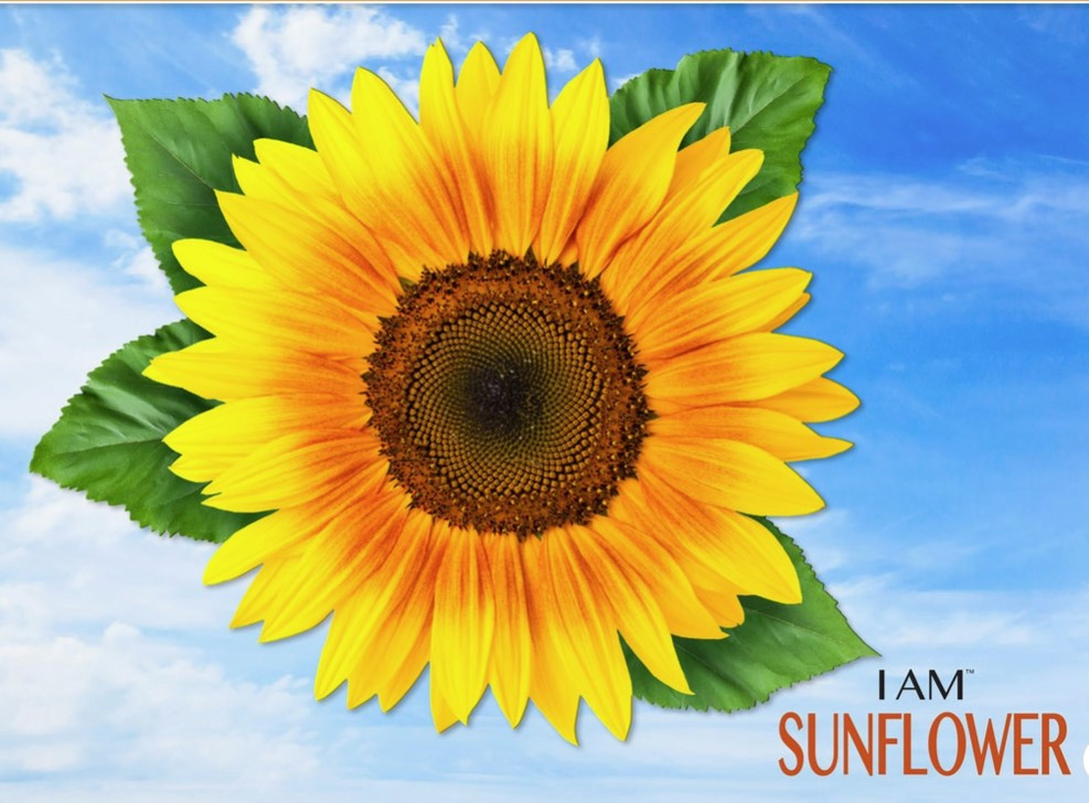 I Am Sunflower 350 piece puzzle