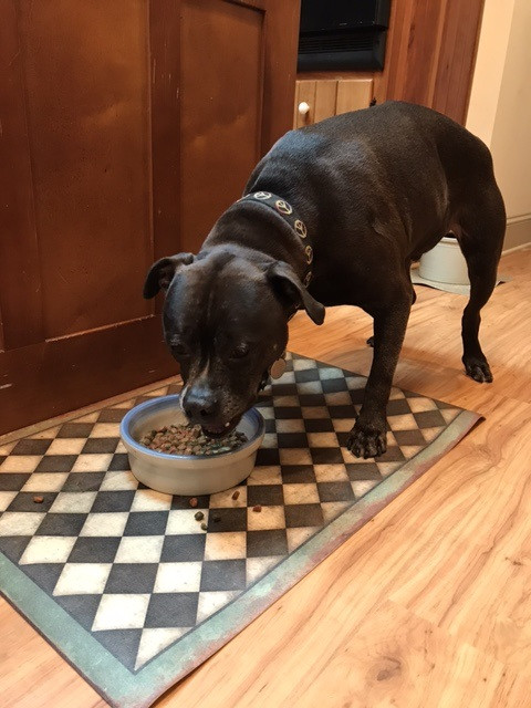Classic Pattern 9 Checkmate - vinyl floor cloth used as a dog bowl mat 