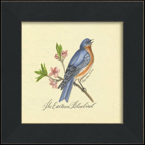 Eastern Bluebird