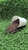 Cow manure and sawdust delivery Tacoma WA - soil amendment garden beds vegetable gardens and clay soil per cubic yard