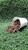 Topsoil Near Me Online Fine Bark 