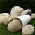 Cobble rock delivery Tacoma WA - dry creek bed garden border water feature and landscaping decorative river rock per cubic yard