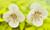 Wholesale Spring Flower Earrings