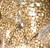Wholesale Spacer Beads by the Pound - Gold