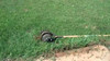 Truper 32100 Tru Tough Rotary Lawn Edger with Dual Wheel and Ash Handle 48-Inch