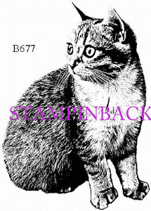 Large Kitten Sitting 1