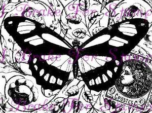 Zebra Butterfly Collage