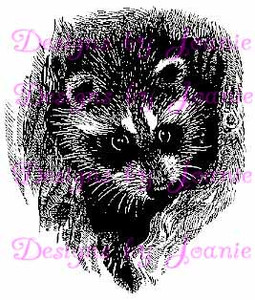 Raccoon