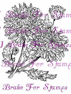 November Chrysanthemum