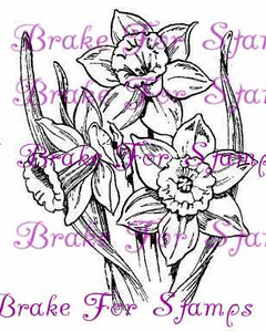 March Daffodils - Jumbo