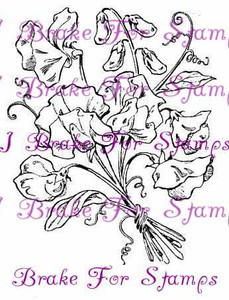 April Sweet Pea - Jumbo