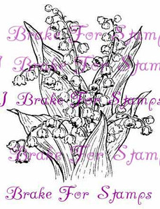 May Lily of the Valley - Jumbo