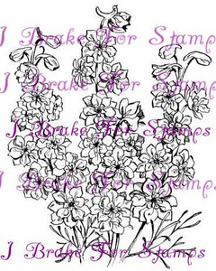 July Larkspur - Jumbo