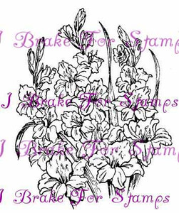 August Gladiolus - Jumbo