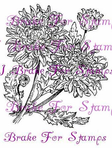 November Chrysanthemum - Jumbo