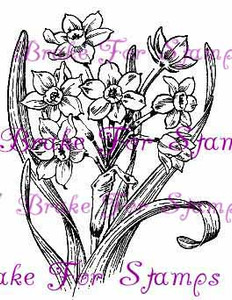 December Narcissus - Jumbo