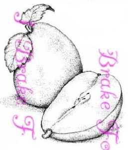Large Pears