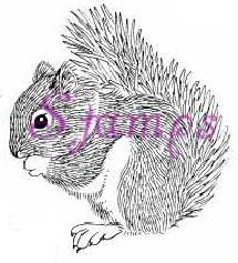 Large Squirrel