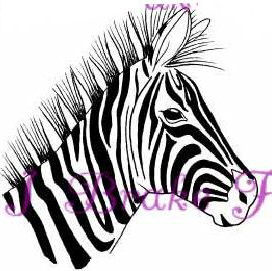 Zebra #7