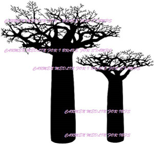 Boabab Trees Set