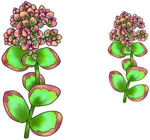 Seibold Succulent Outline Set rubber stamp