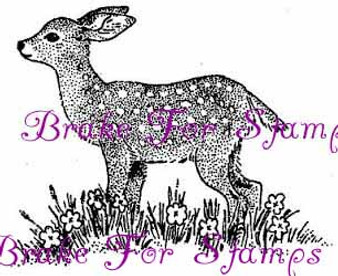 Fawn