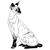 Siamese Cat 1