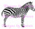 Zebra #2