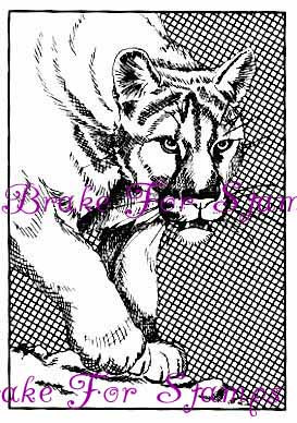 Prowling Cougar