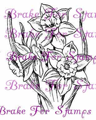 March Daffodils - Jumbo