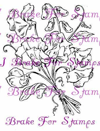 April Sweet Pea - Jumbo