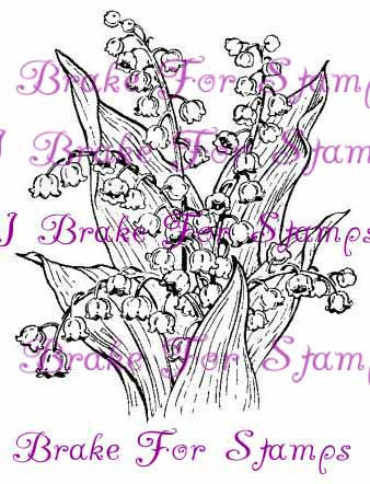 May Lily of the Valley - Jumbo