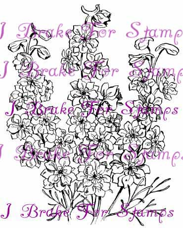 July Larkspur - Jumbo