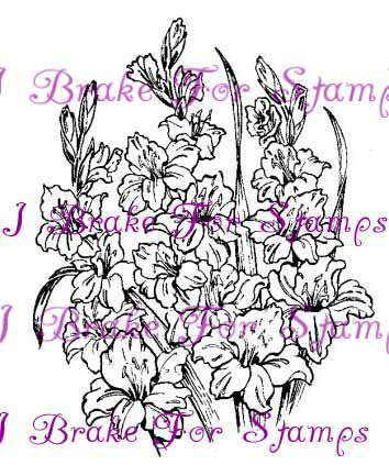 August Gladiolus - Jumbo