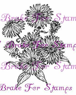 September Aster - Jumbo