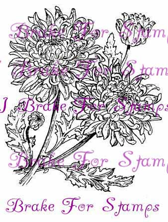 November Chrysanthemum - Jumbo