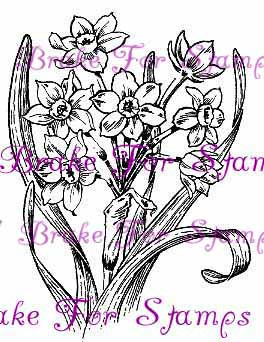 December Narcissus - Jumbo