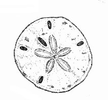 Sand Dollar #5