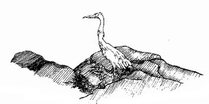 Egret