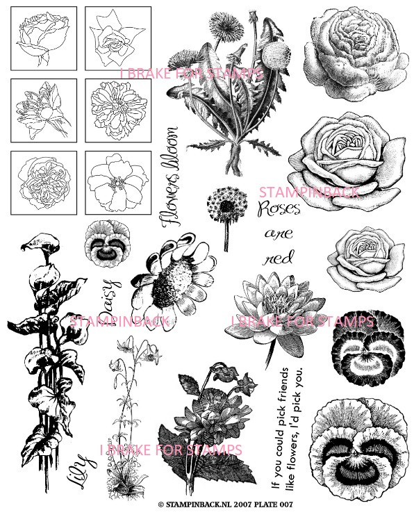 Flowers and Blooms 1