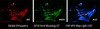 Diode Dynamics Mustang Interior LED Light Kit 18-19 Mustang Stage 1 - Green