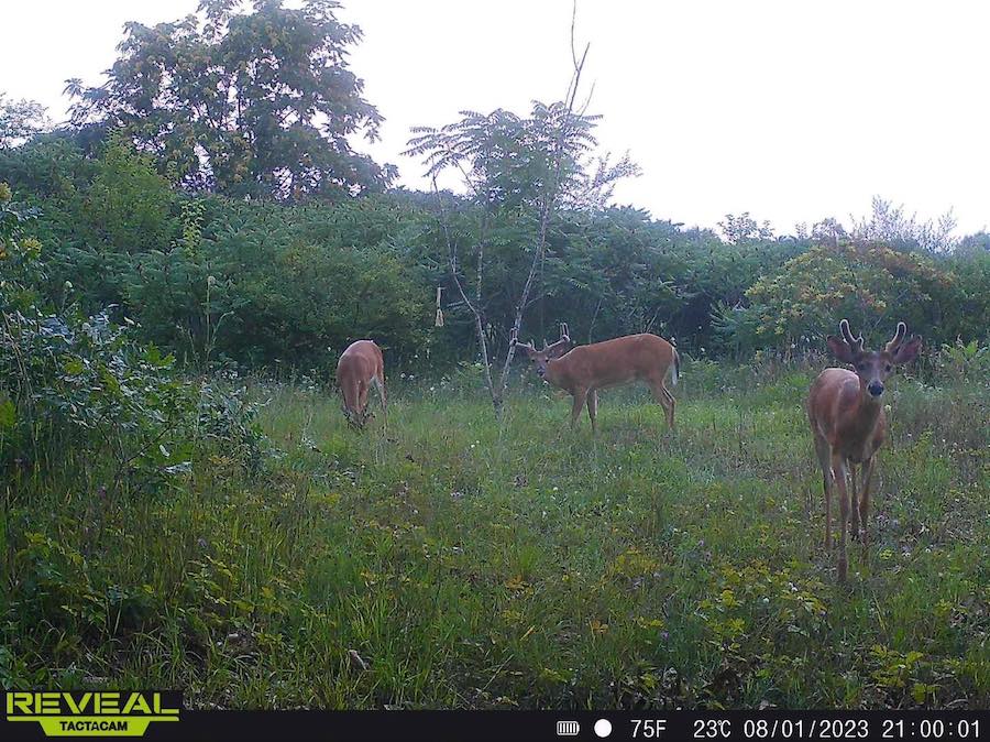 David R. three velvet bucks over Mayhem Minerals Attract