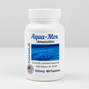 Aqua Mox Amoxicillin 500mg – 60 Capsules Aqua Mox Amoxicillin 500mg – 60 Capsules
